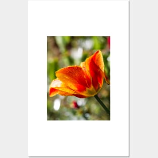 Wet Orange And Yellow Tulip Posters and Art